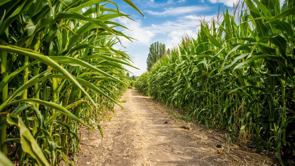 Bay Area Halloween Events - G&M Farms Pumpkin Patch and Corn Maze