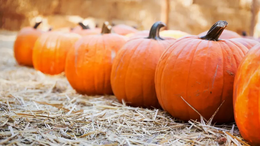 Atlanta Halloween Events - Stone Mountain Park’s Pumpkin Festival